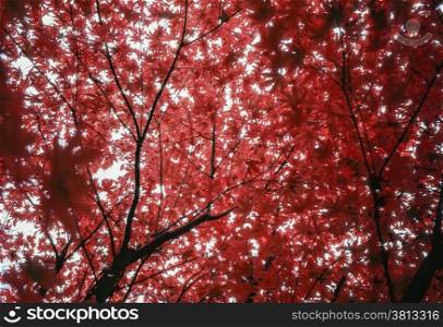 Leaves on a Japanese maple (Acer palmatum) have turned bright red. Viewed from below, the leaf canopy spreads out overhead.