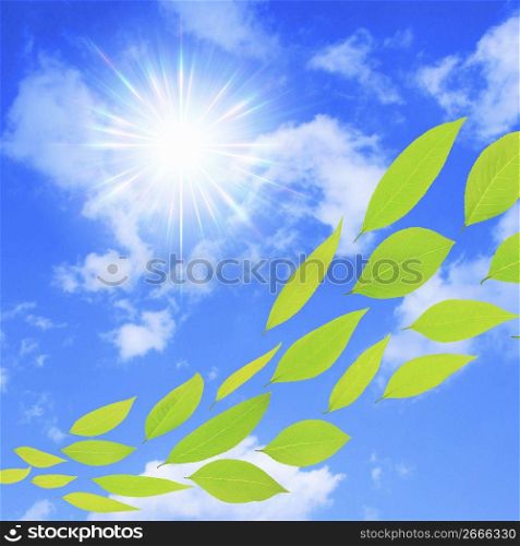 Leaves on a sky background