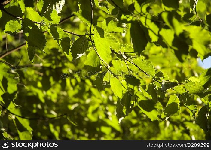 Leaves on a tree, New York City, New York State, USA