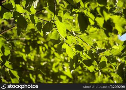 Leaves on a tree, New York City, New York State, USA