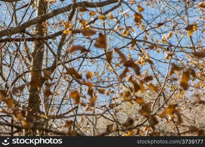 leaves on autumn trees with a blue sky