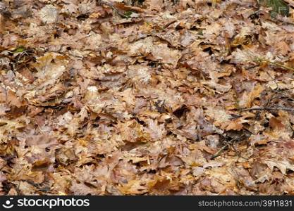 Leaves on ground in forest