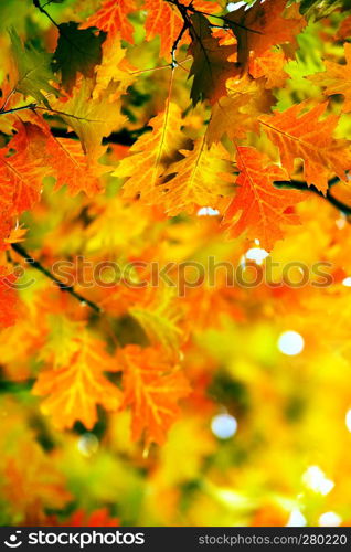 Leaves on the branches in the autumn forest.