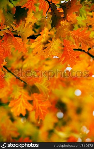 Leaves on the branches in the autumn forest.