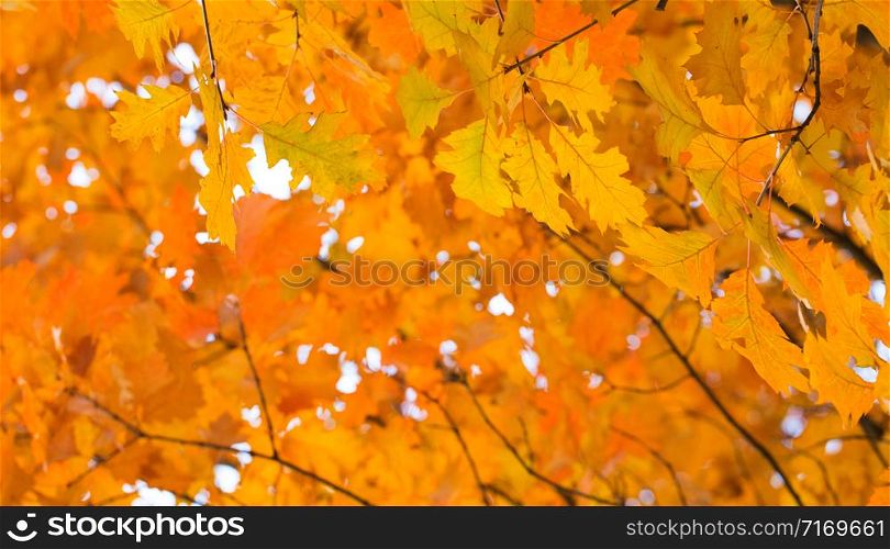 Leaves on the branches in the autumn forest.