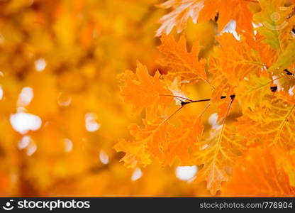 Leaves on the branches in the autumn forest.