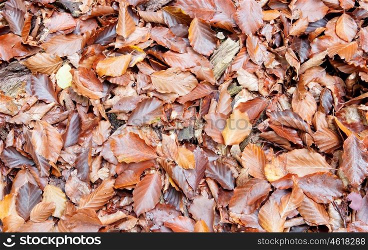 Leaves on the ground autumn for background use screen