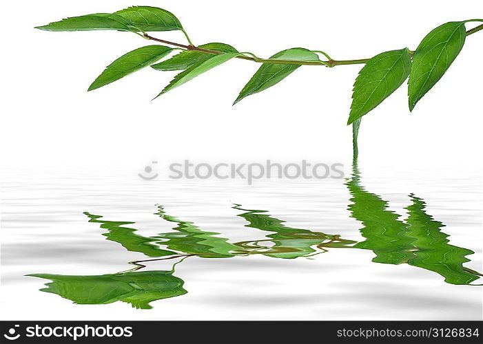 leaves on the twig isolated on white