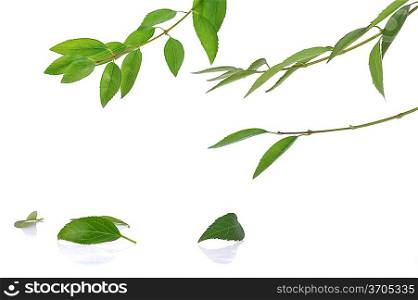 leaves on the twig isolated on white