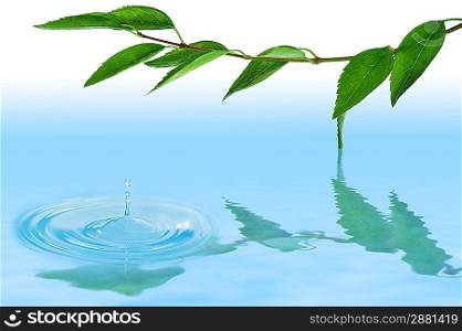 leaves on the twig over water with waterdrop