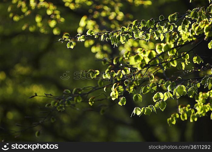Leaves on Tree Branches
