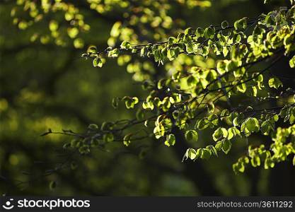 Leaves on Tree Branches
