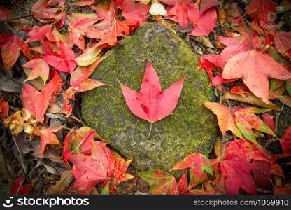 Leaves red maple on the rock in the color change autumn forest