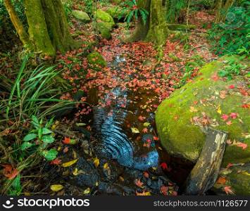 Leaves red maple on the rock in the water stream with green moss leaf color change autumn forest / Acer calcaratum Gagnep