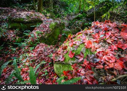 Leaves red maple on the rock in the with green moss in the forest / Acer calcaratum Gagnep