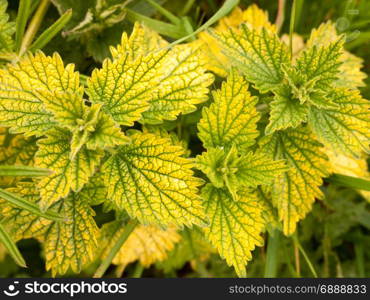 leaves seen from overhead top view background colorful