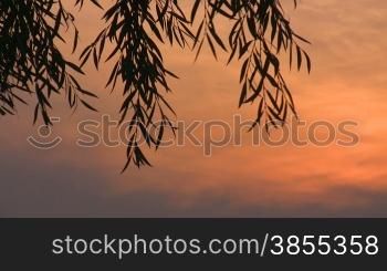 leaves silhouette against setting sky