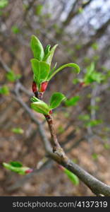 Leaves sprouting on tree branch.