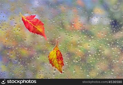 leaves stuck to the window and rain drops