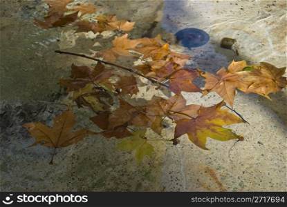 leaves swimming in a fountain in autumn