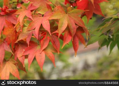 Leaves turn from green to red during Autumn