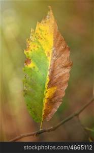 Leaves with brown and yellow in autumn