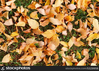 Leaves with brown and yellow in autumn