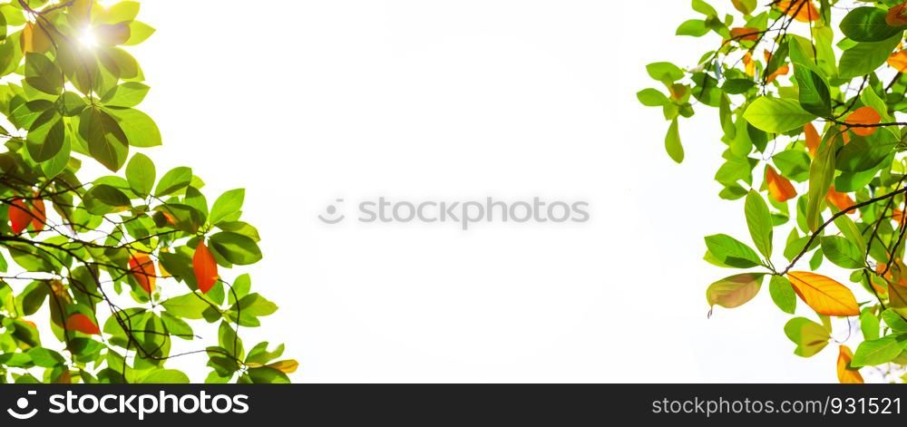 Leaves with sunlight and free space for text. Nature, summer background or banner.