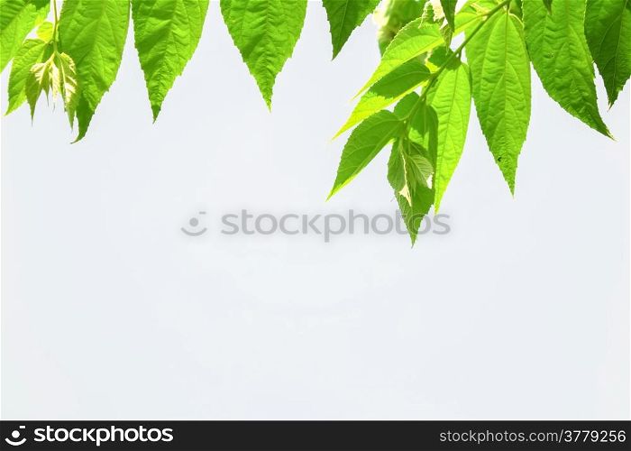 Leaves with white background