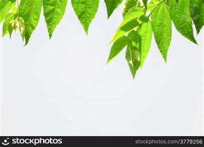 Leaves with white background