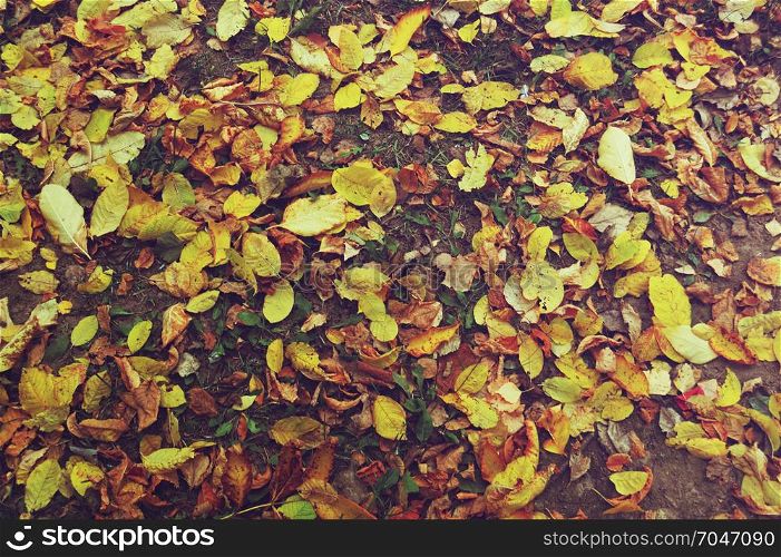 Leaves yellow on the ground