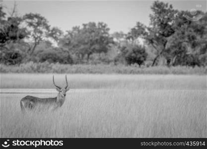 Lechwe starring at the camera in black and white in the Okavango delta, Botswana.