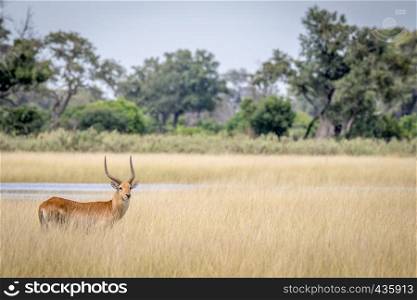 Lechwe starring at the camera in the Okavango delta, Botswana.