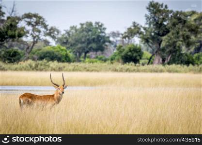 Lechwe starring at the camera in the Okavango delta, Botswana.