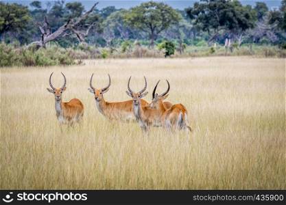Lechwes standing in the grass in the Okavango delta, Botswana.