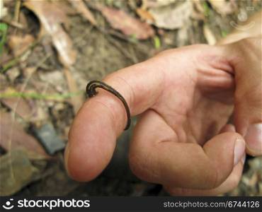leech on human skin. austalian leech on human skin on a finger