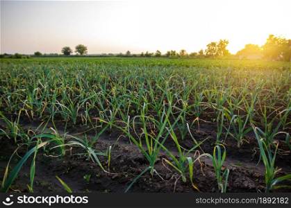 Leek onions farm field. Fresh green vegetation after watering. Agroindustry. Farming, agriculture landscape. Growing vegetables on open ground. Agronomy. Agriculture and agribusiness.