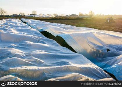 Leek plantation covered with white spunbond fiber on a farm field. Protection of the unharvested crop from night frosts and cold weather. Greenhouse effect over large areas of harvest. White covering