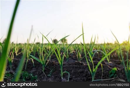 Leek sprouts on a farm plantation. Fresh green top leaves. Agroindustry. Farming, agriculture landscape. Growing vegetables outdoors on open ground field. Vegetable garden in the early morning.