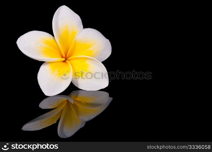 Leelawadee flower and its reflection on black background