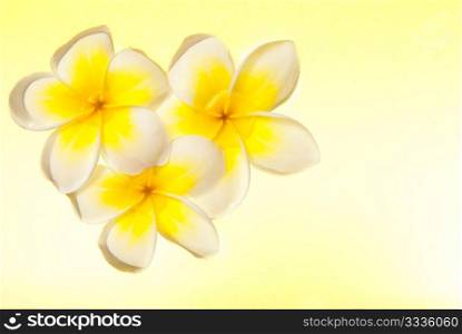 Leelawadee flower is floating on the water under yellow background