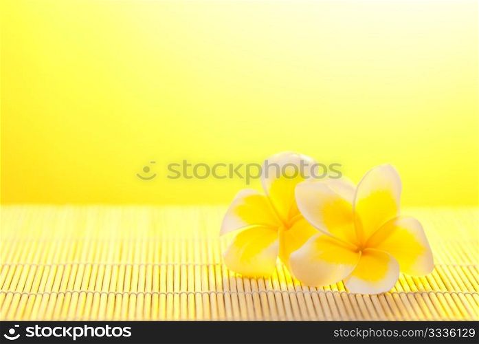 Leelawadee flower on bamboo background under warm sunshine