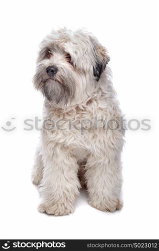 Leeuwhondje (lion-dog). Leeuwhondje (lion-dog)in front of a white background