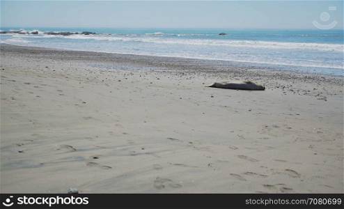 Left pan of Elephant seals on the beach near San Simeon California