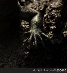 Leg of a Marine iguana (Amblyrhynchus cristatus), Punta Espinoza, Fernandina Island, Galapagos Islands, Ecuador