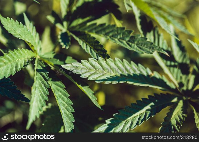 legalized drug - Hemp leaf closeup