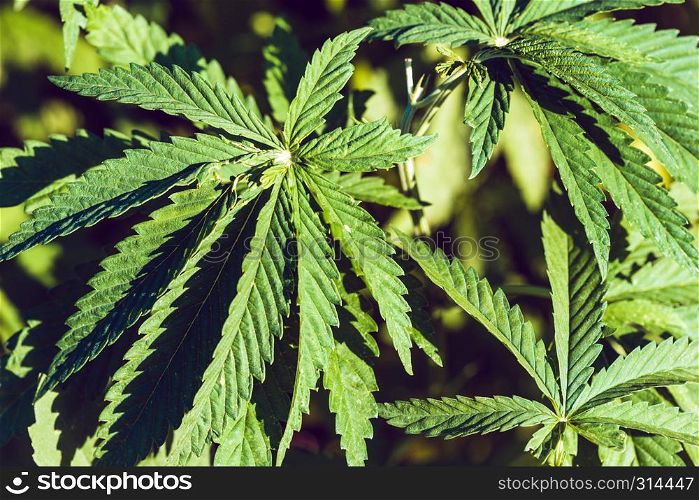 legalized drug - Hemp leaf closeup