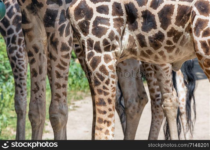 Legs of big giraffes in Budapest zoo, Hungary. Legs of giraffes in Budapest zoo, Hungary