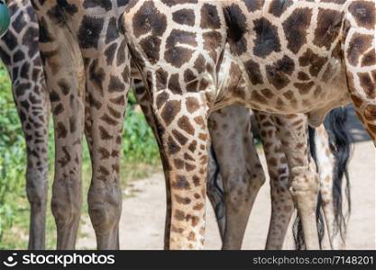 Legs of big giraffes in Budapest zoo, Hungary. Legs of giraffes in Budapest zoo, Hungary