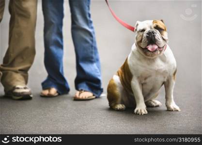 Legs of Caucasian couple with English Bulldog on leash.
